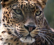 Dierenpark BestZoo